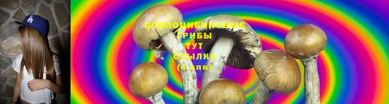 Галлюциногенные грибы Psilocybe  Ковдор 